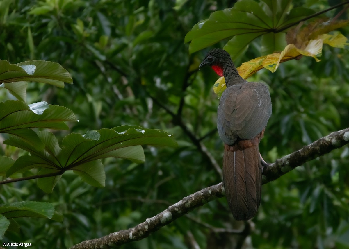 Crested Guan - ML644378061