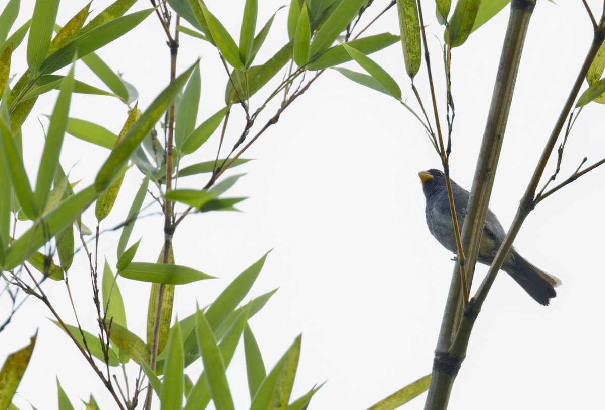 Gray Seedeater - ML644378065