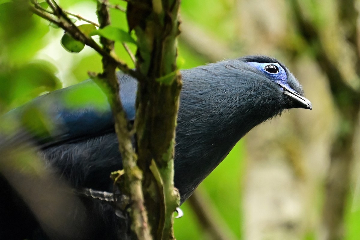 Blue Coua - ML644378066