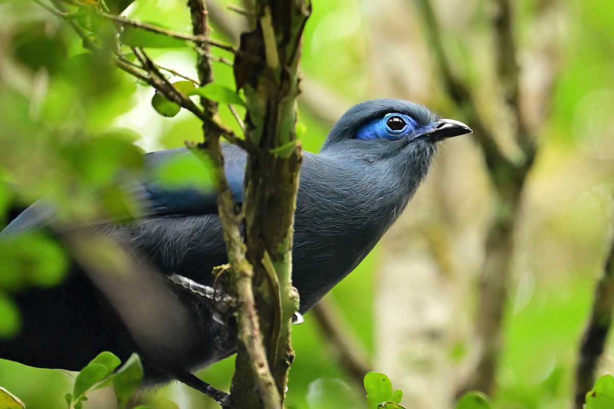 Blue Coua - ML644378067