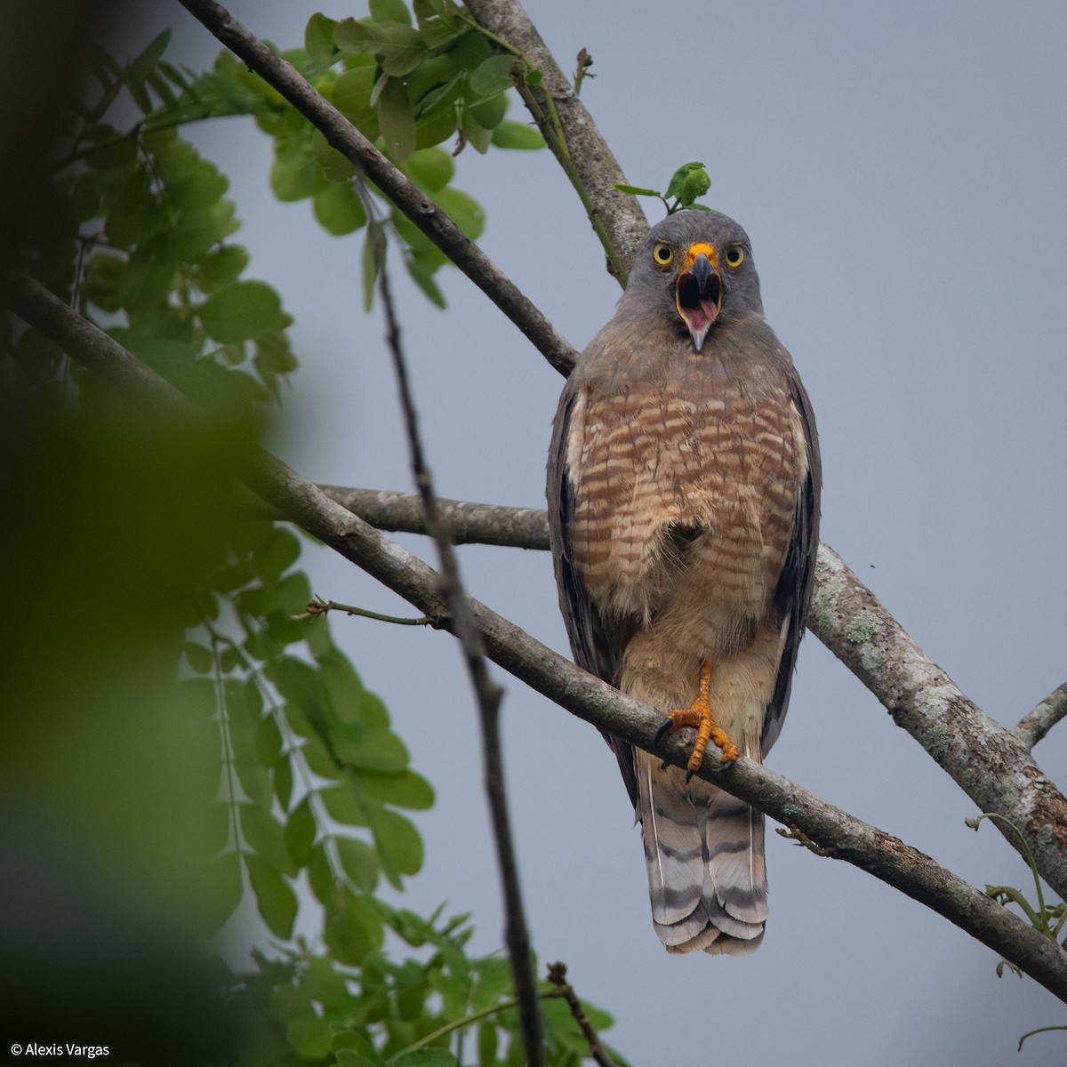 Yol Şahini - ML644378071