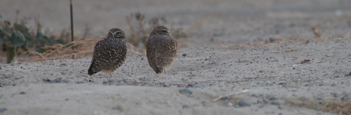 Burrowing Owl - ML644378073