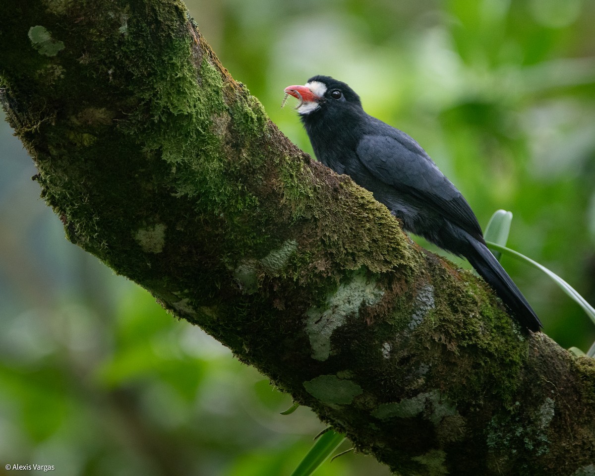 White-fronted Nunbird - ML644378078