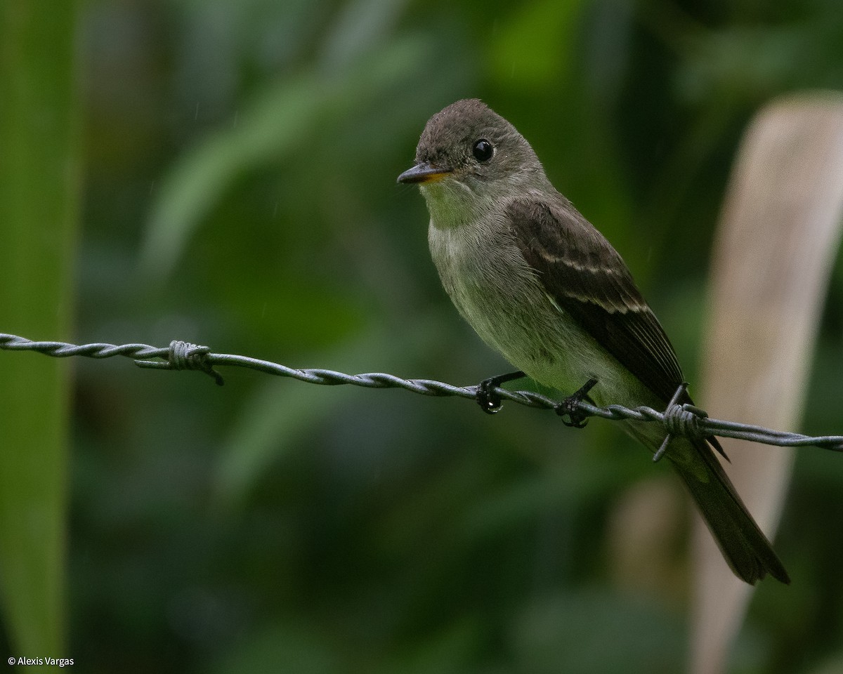 Northern Tropical Pewee - ML644378081