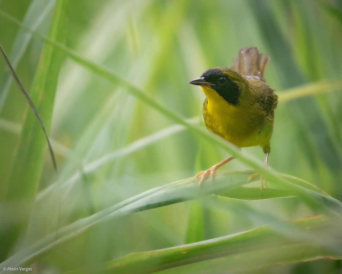 Olive-crowned Yellowthroat - ML644378096
