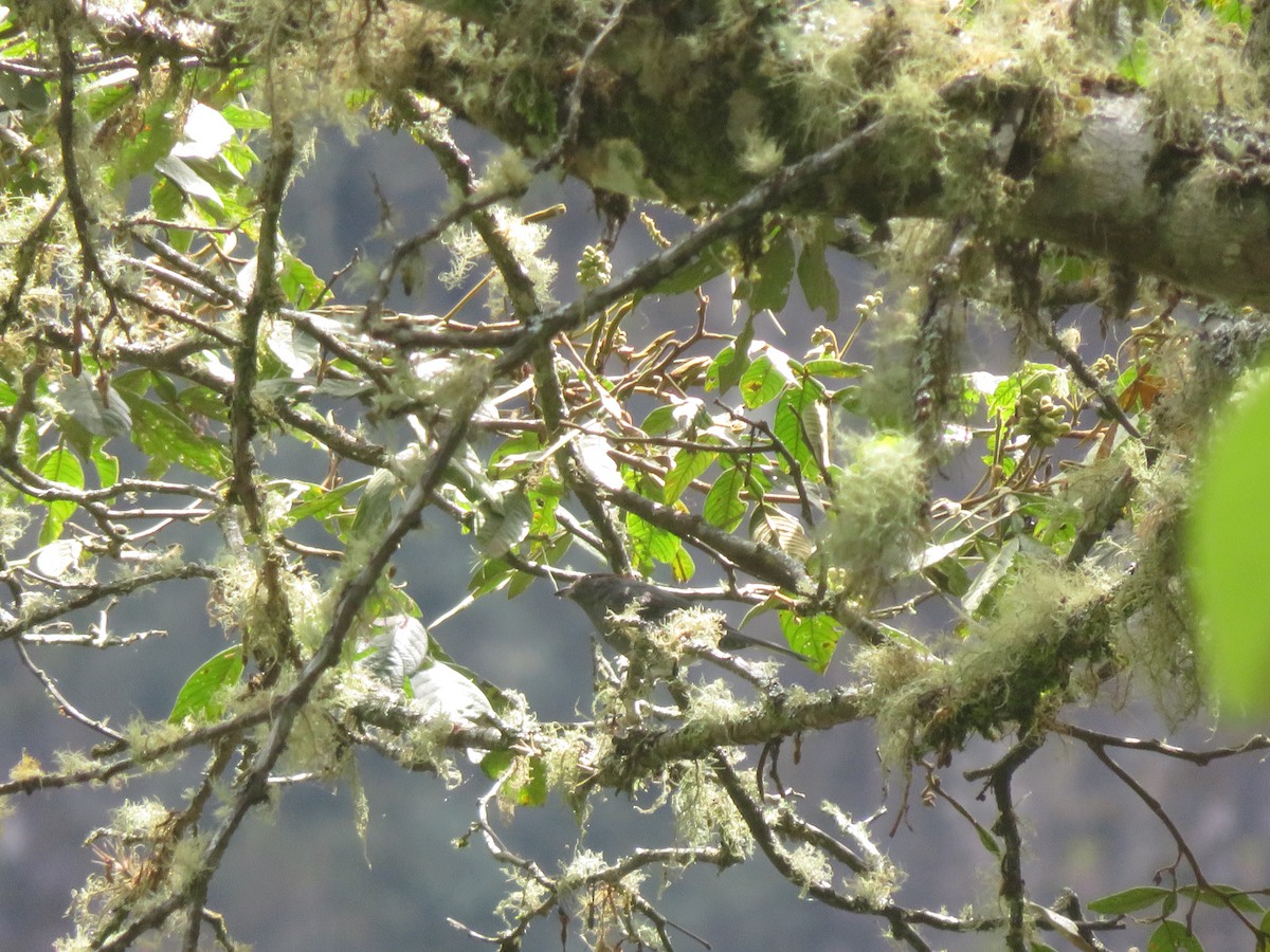 ネズミフウキンチョウ - ML644378105