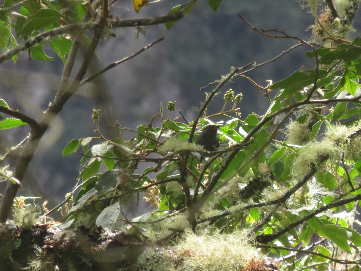 ネズミフウキンチョウ - ML644378106