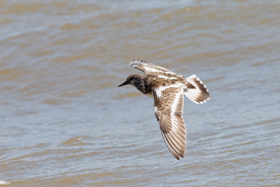 Алаг хайргач - ML644378109