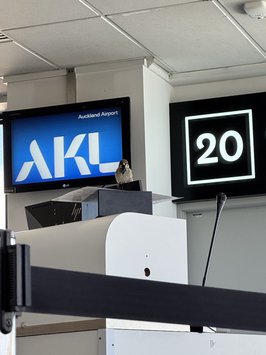 Горобець хатній - ML644378118