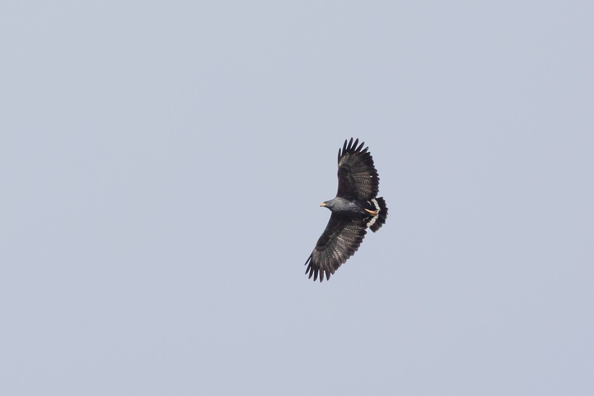 Common Black Hawk (Common) - ML644378123