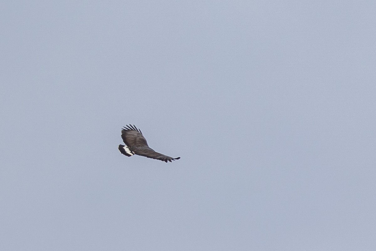 Common Black Hawk (Common) - ML644378125