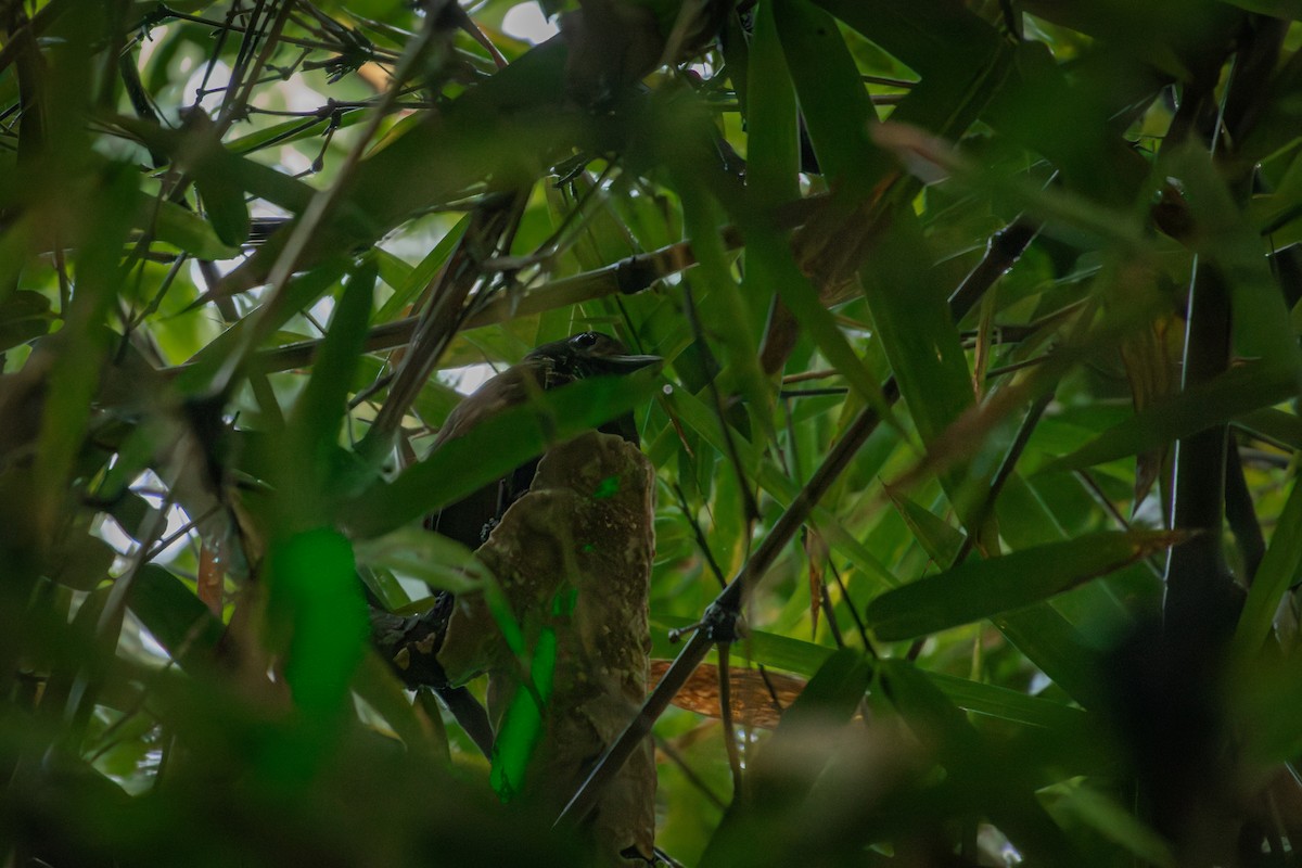 Pullu Yerçavuşu - ML644378126