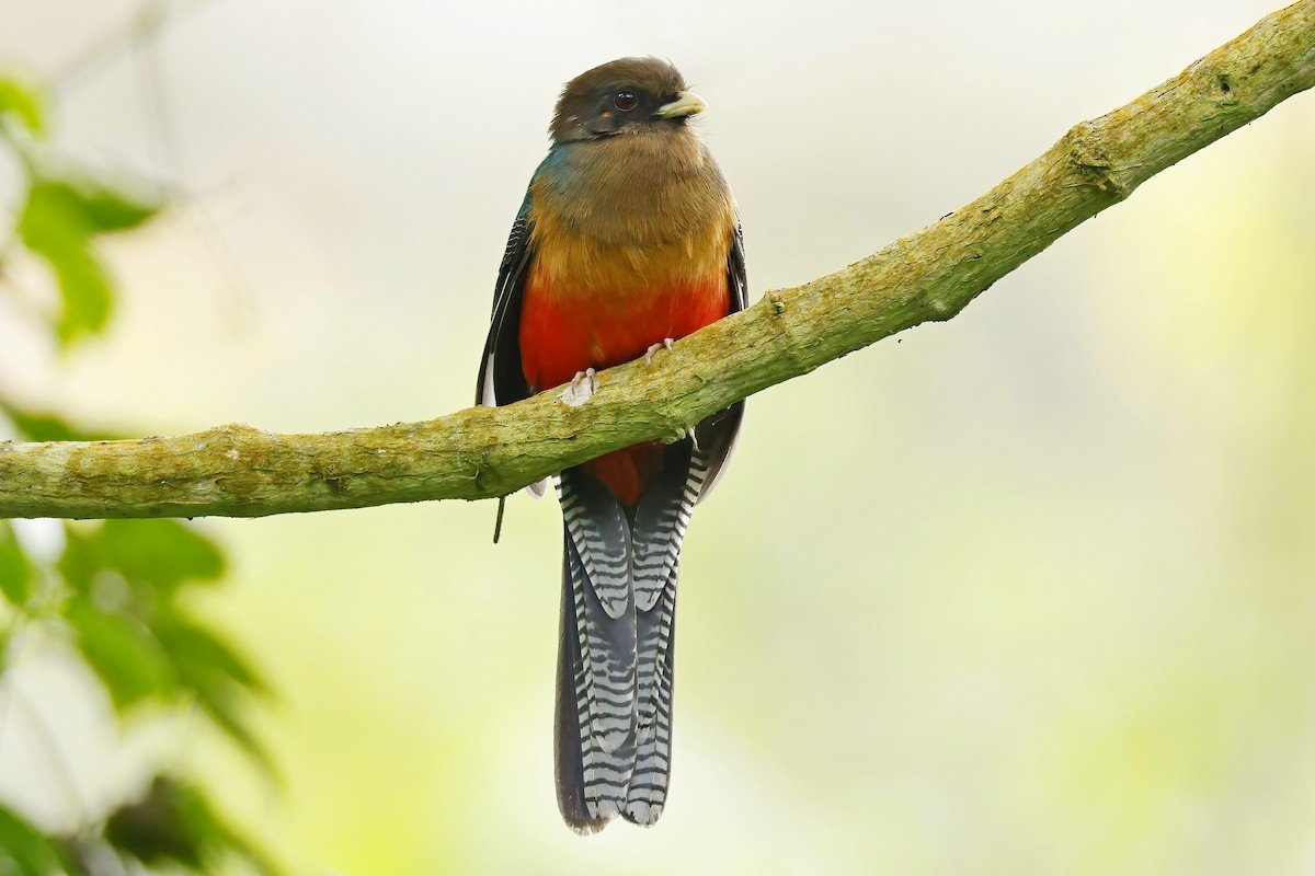 Bar-tailed Trogon - ML644378127