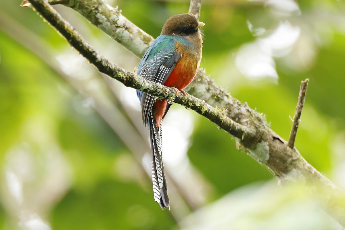Bar-tailed Trogon - ML644378128
