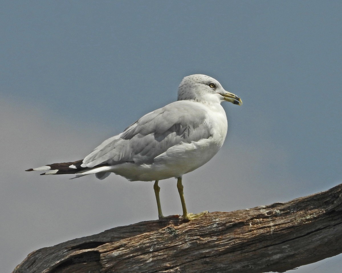 שחף עקוד-מקור - ML644378146