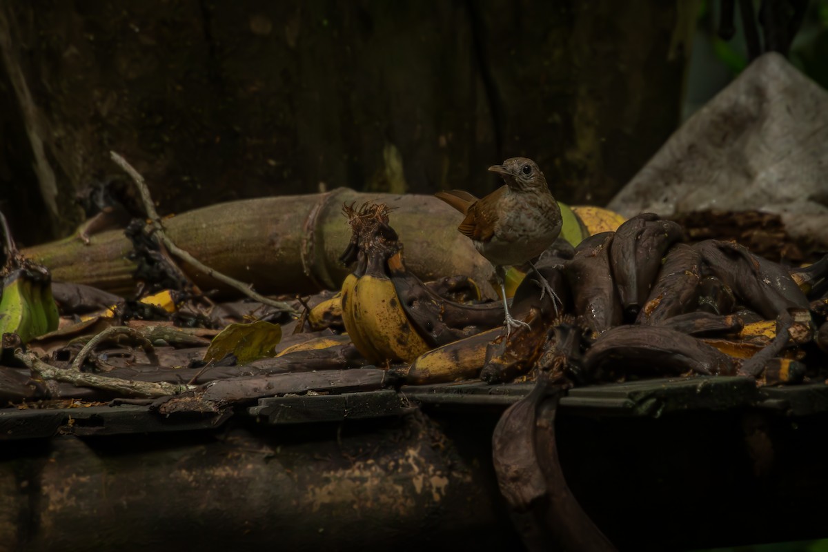 røyktrost - ML644378167