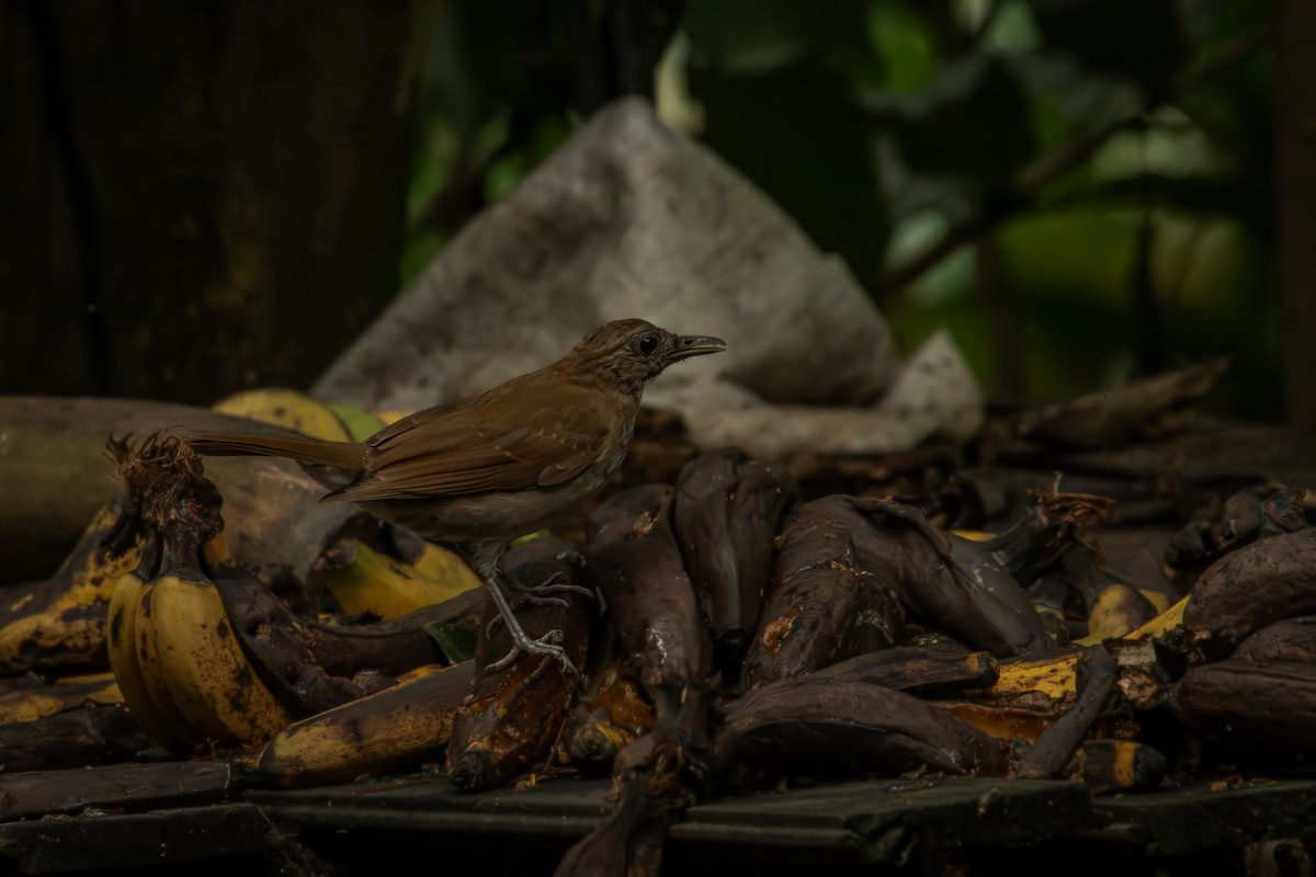 røyktrost - ML644378168