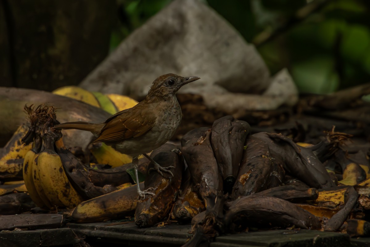 røyktrost - ML644378169