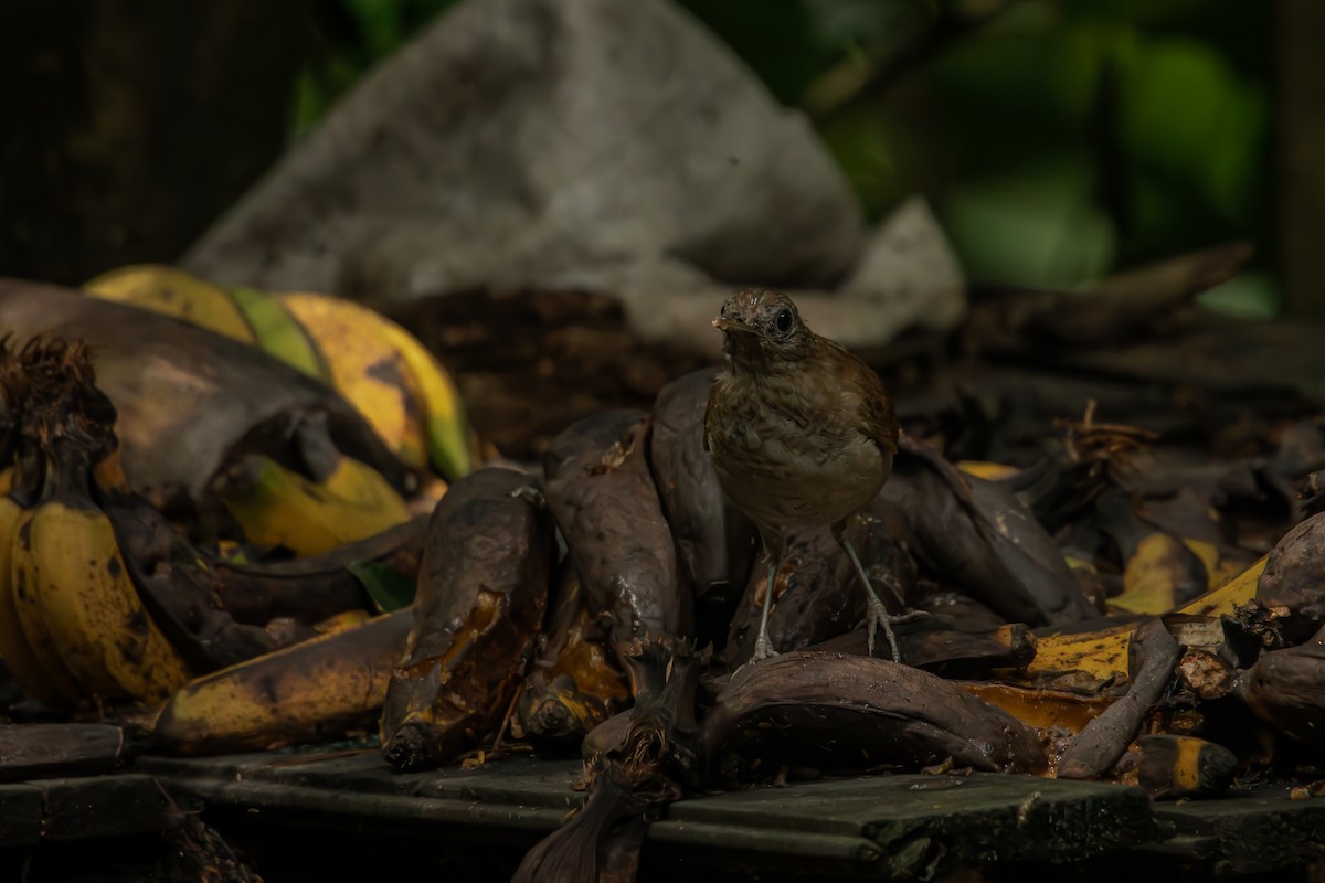 røyktrost - ML644378170