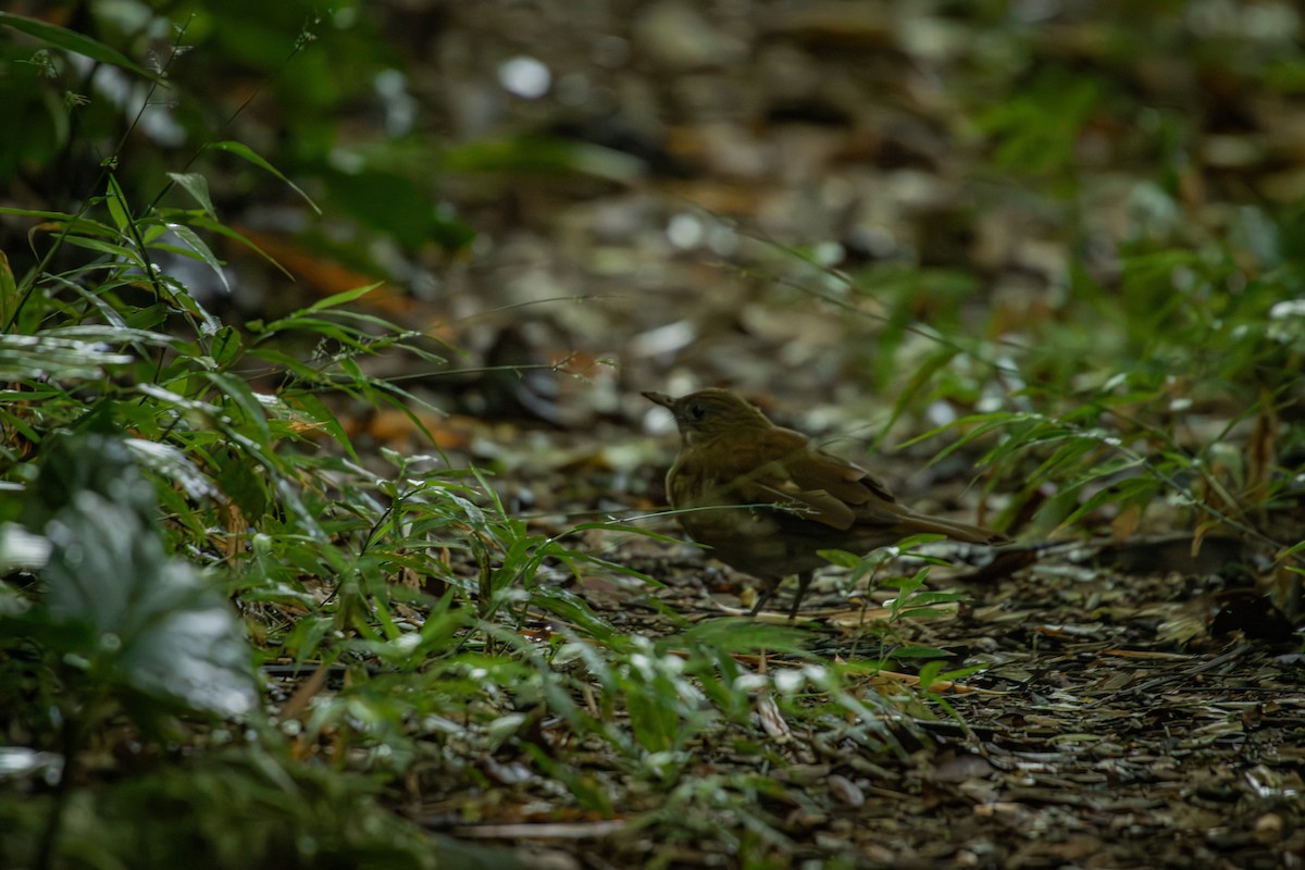 røyktrost - ML644378171