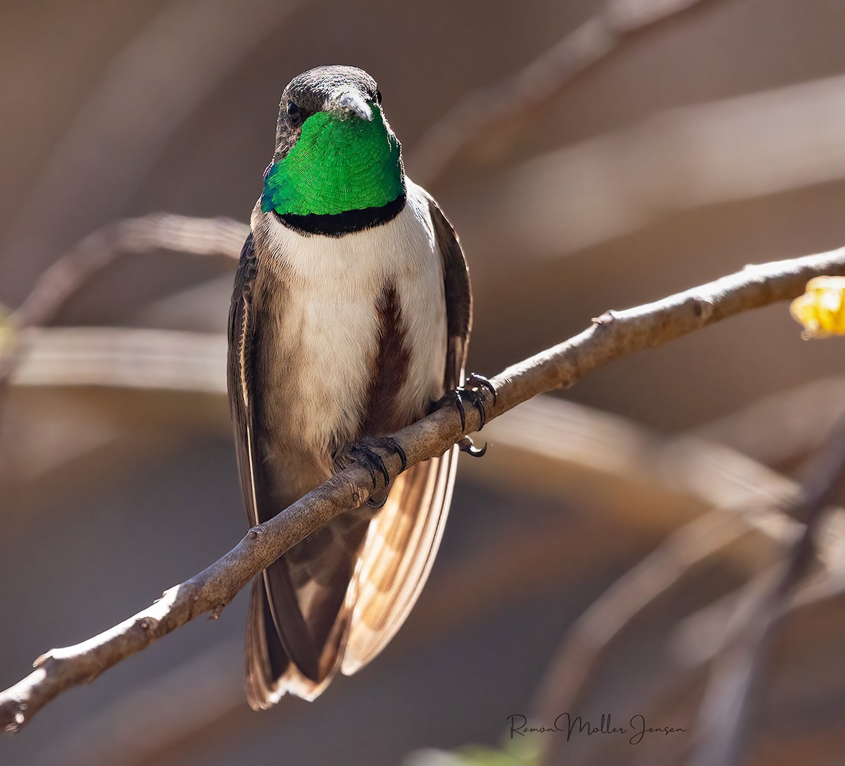 アンデスヤマハチドリ - ML644378189