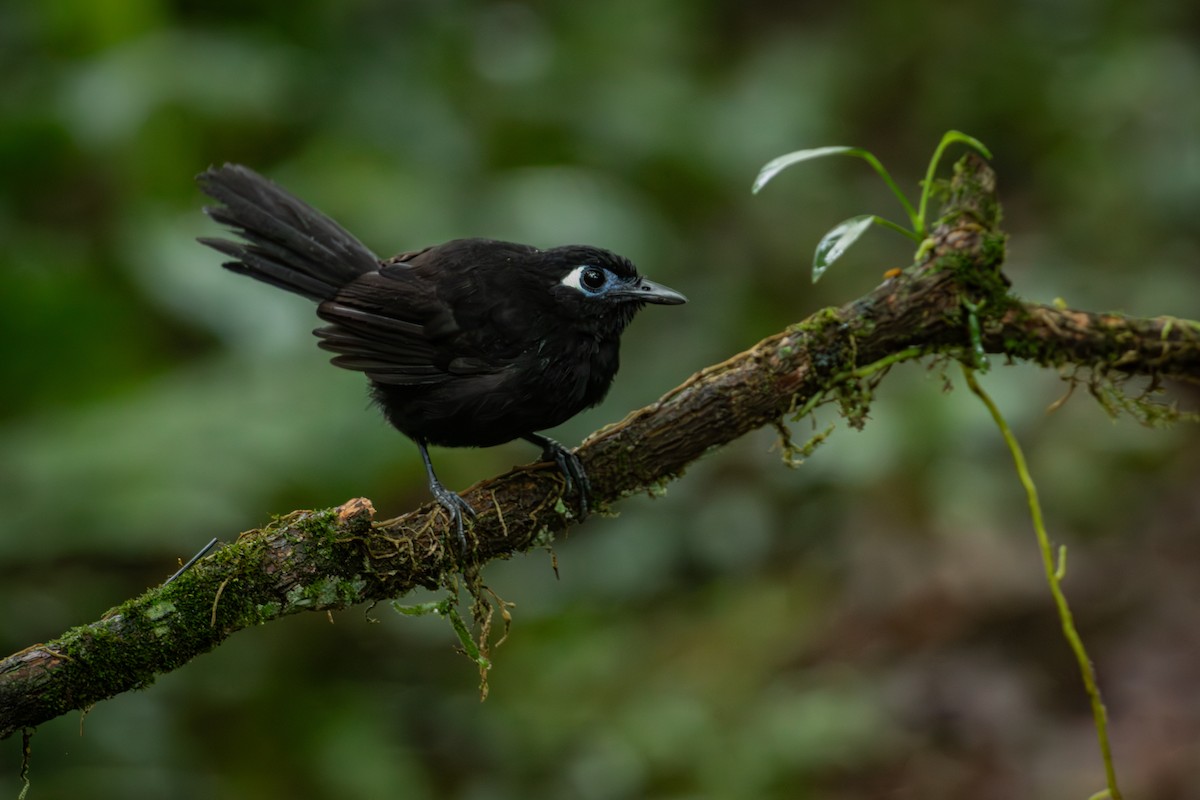 Blue-lored Antbird - ML644378209