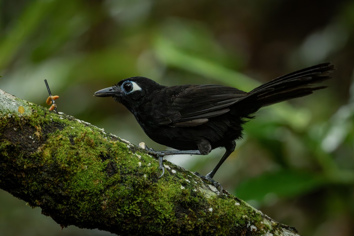Blue-lored Antbird - ML644378210