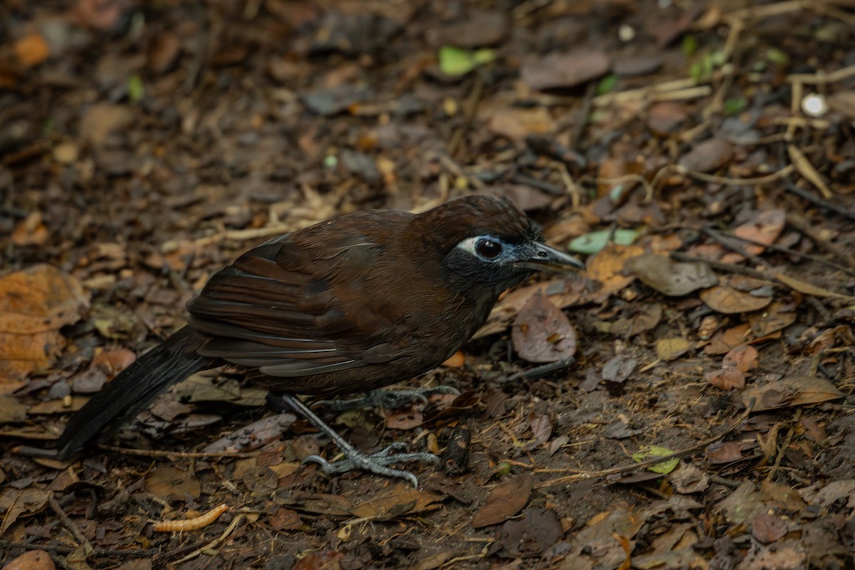 Blue-lored Antbird - ML644378211
