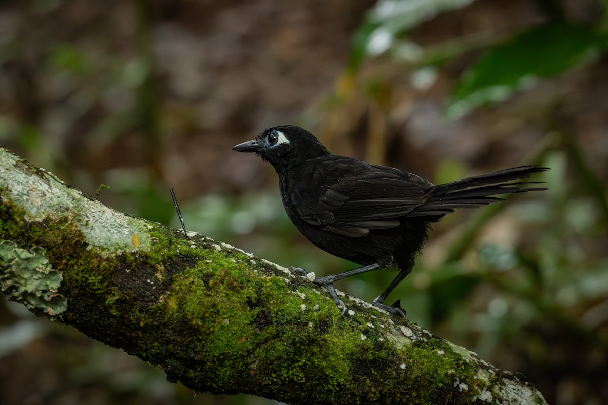 Blue-lored Antbird - ML644378212