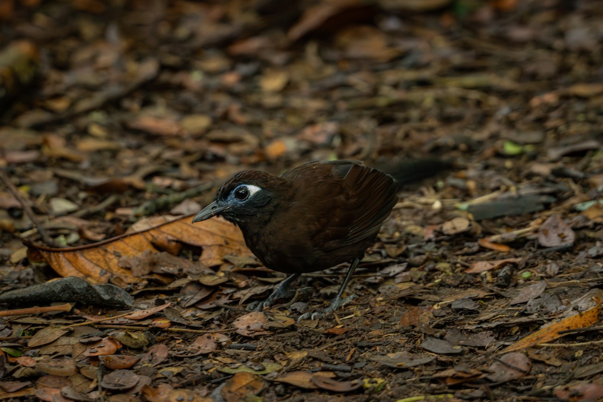 Blue-lored Antbird - ML644378213