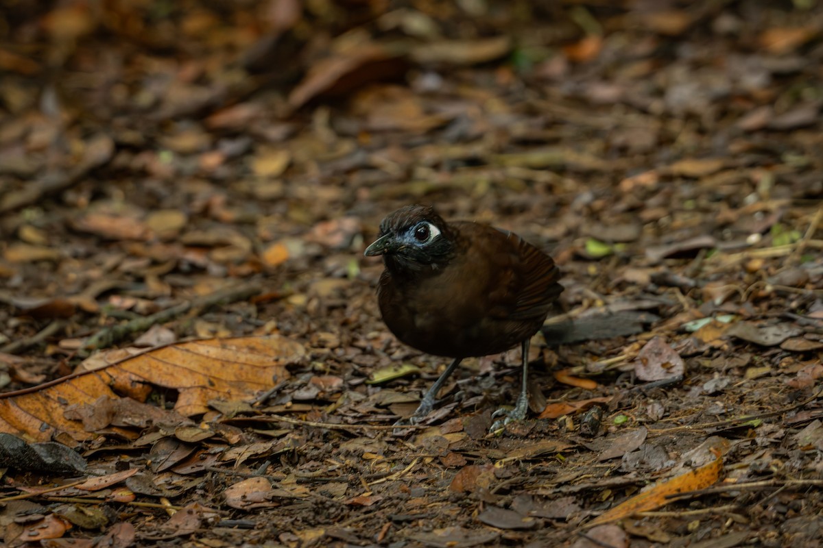 Blue-lored Antbird - ML644378214
