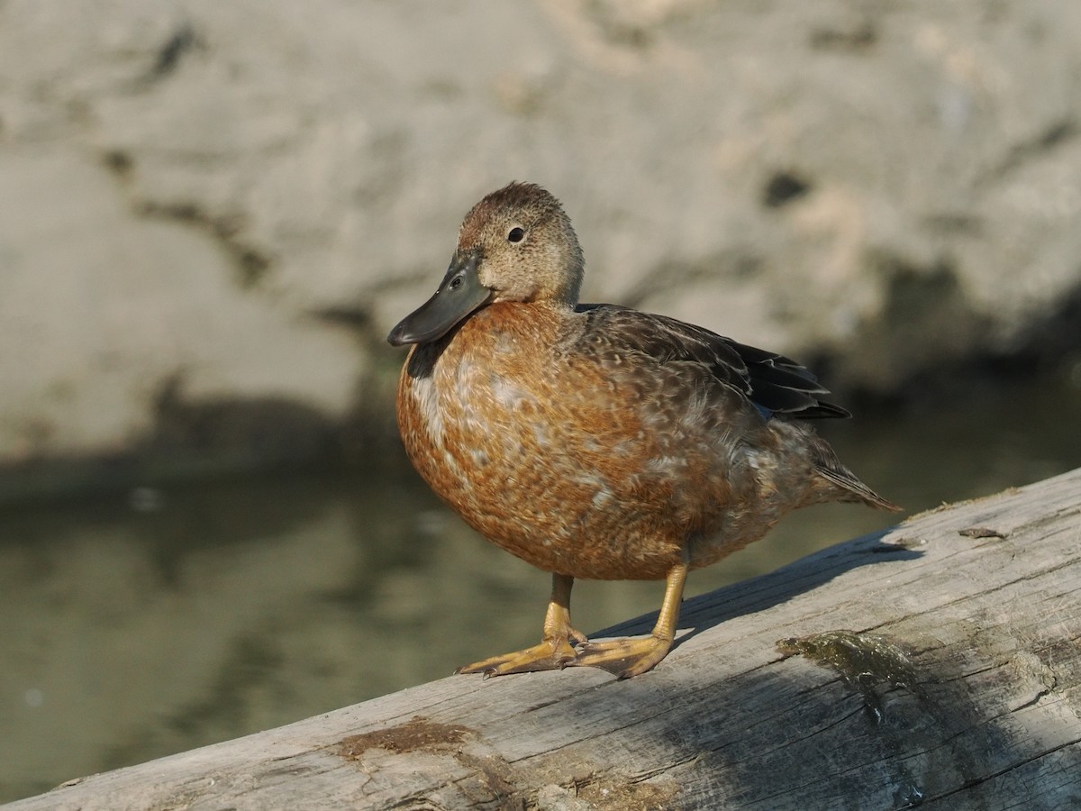 Cinnamon Teal - ML644378219