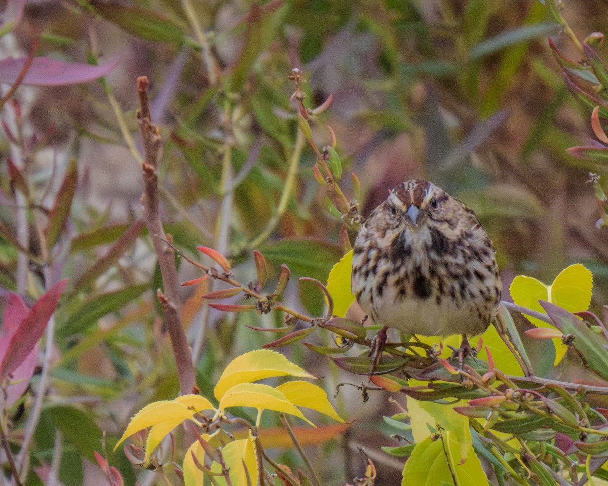 גיבתונית רוננת - ML644378222
