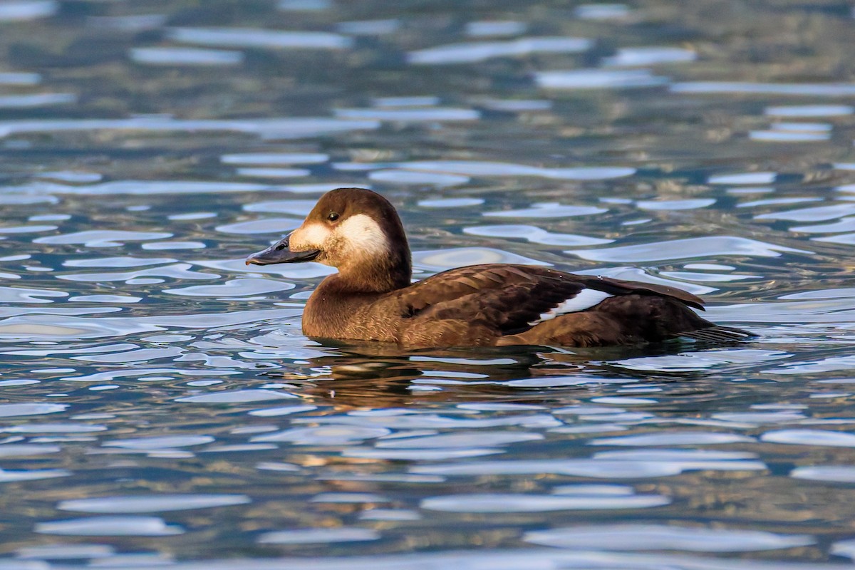 קטיפנית לבנת-כנף - ML644378223
