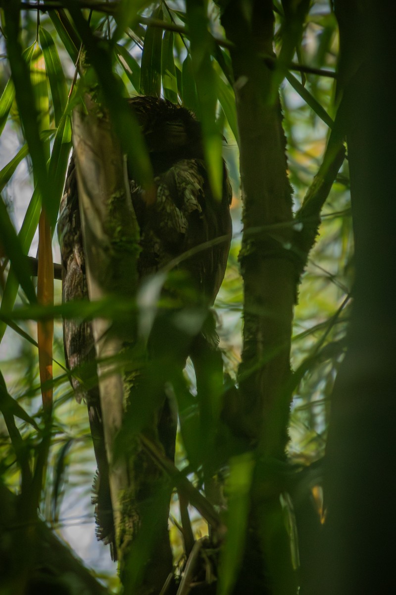 Common Potoo - ML644378224