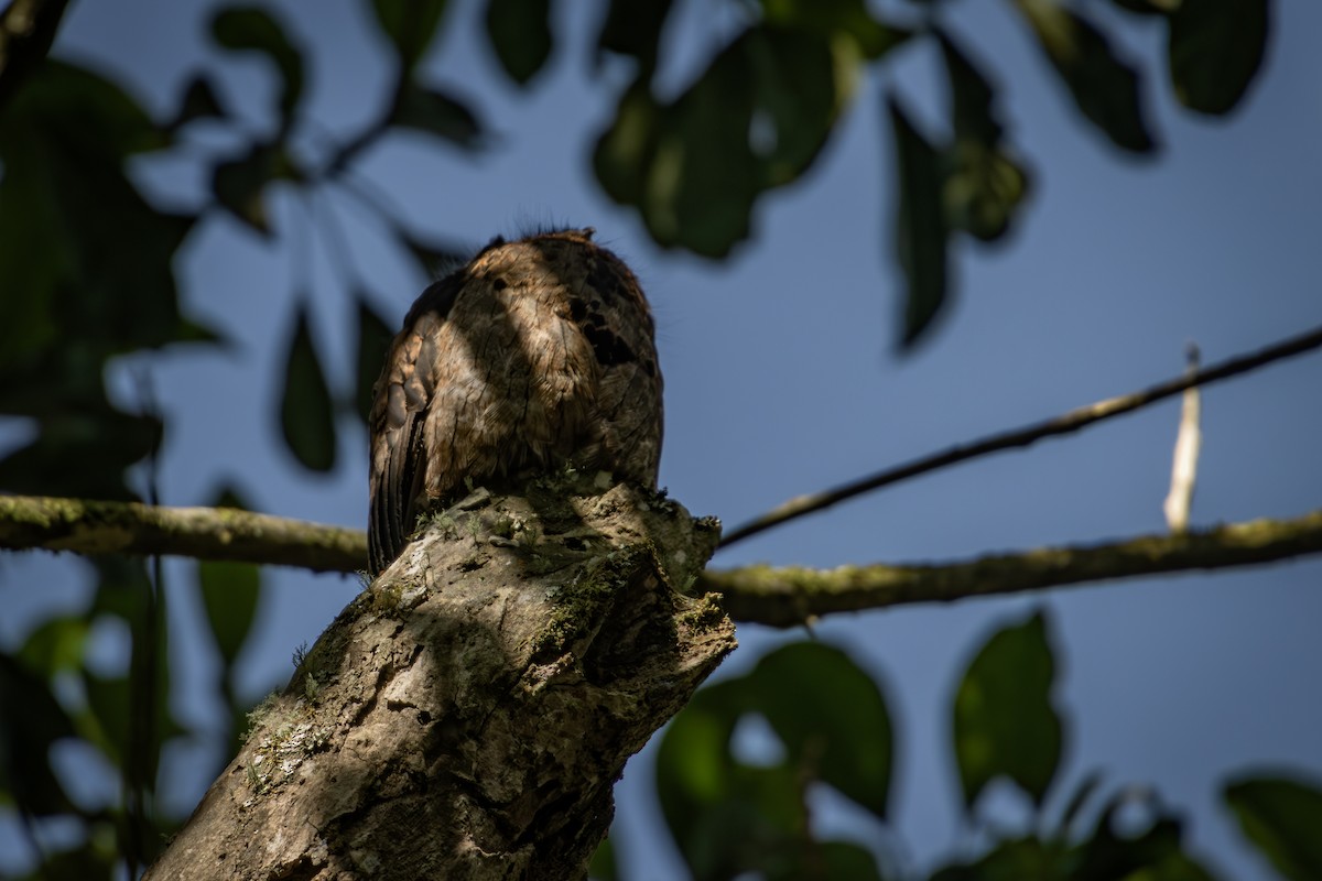 Common Potoo - ML644378225
