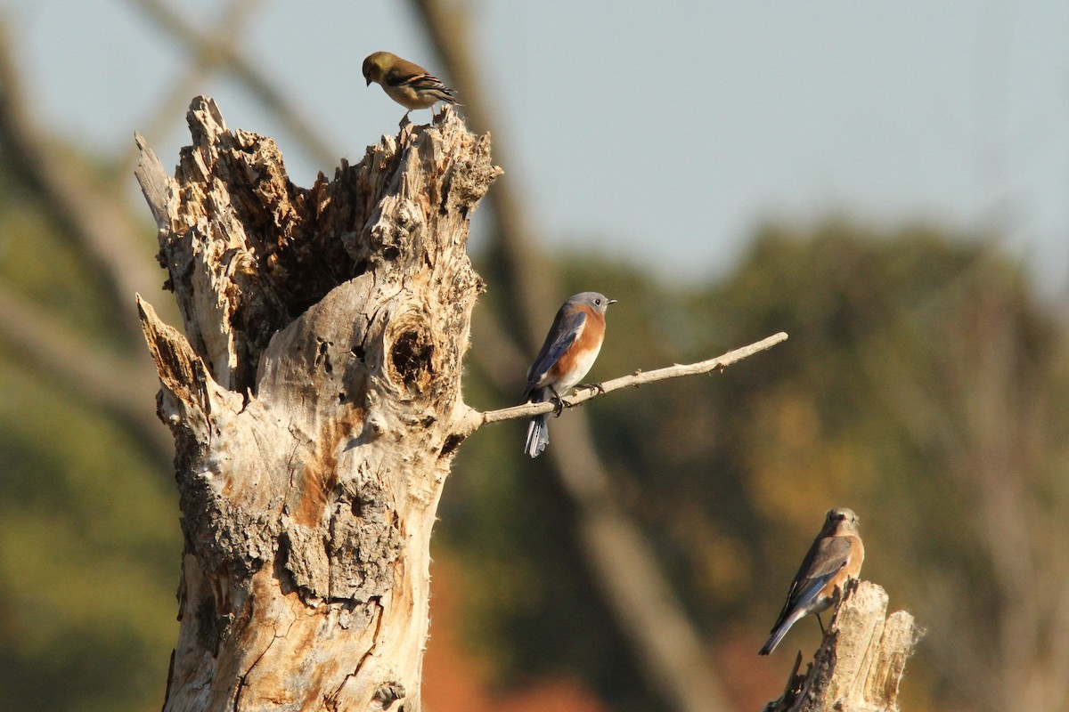 Eastern Bluebird - ML644378226
