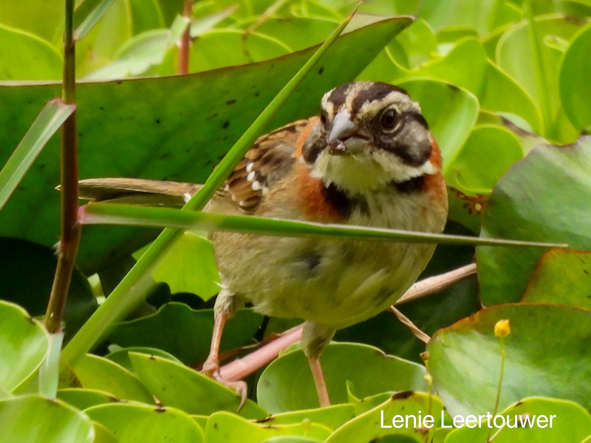 Rufous-collared Sparrow - ML644378227