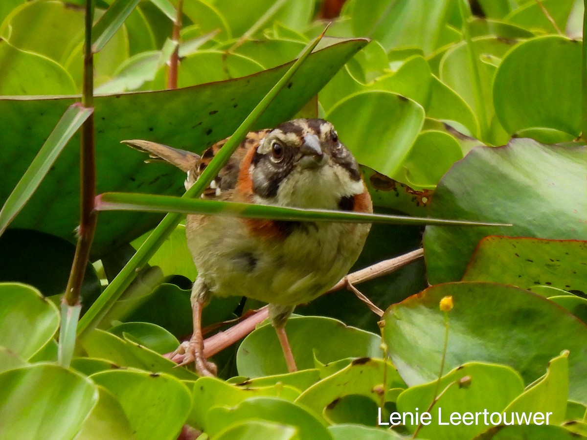 Rufous-collared Sparrow - ML644378228