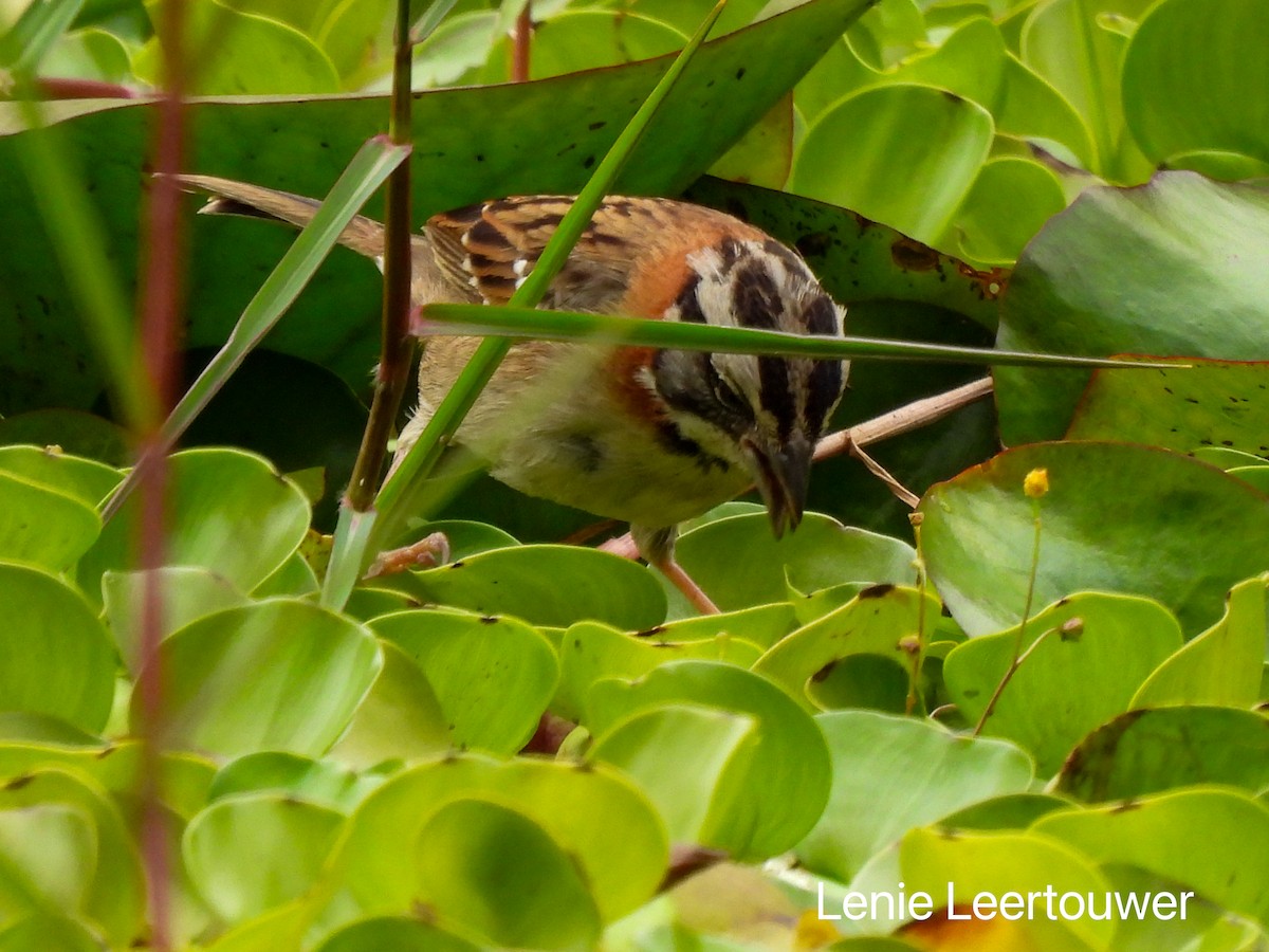 Rufous-collared Sparrow - ML644378229