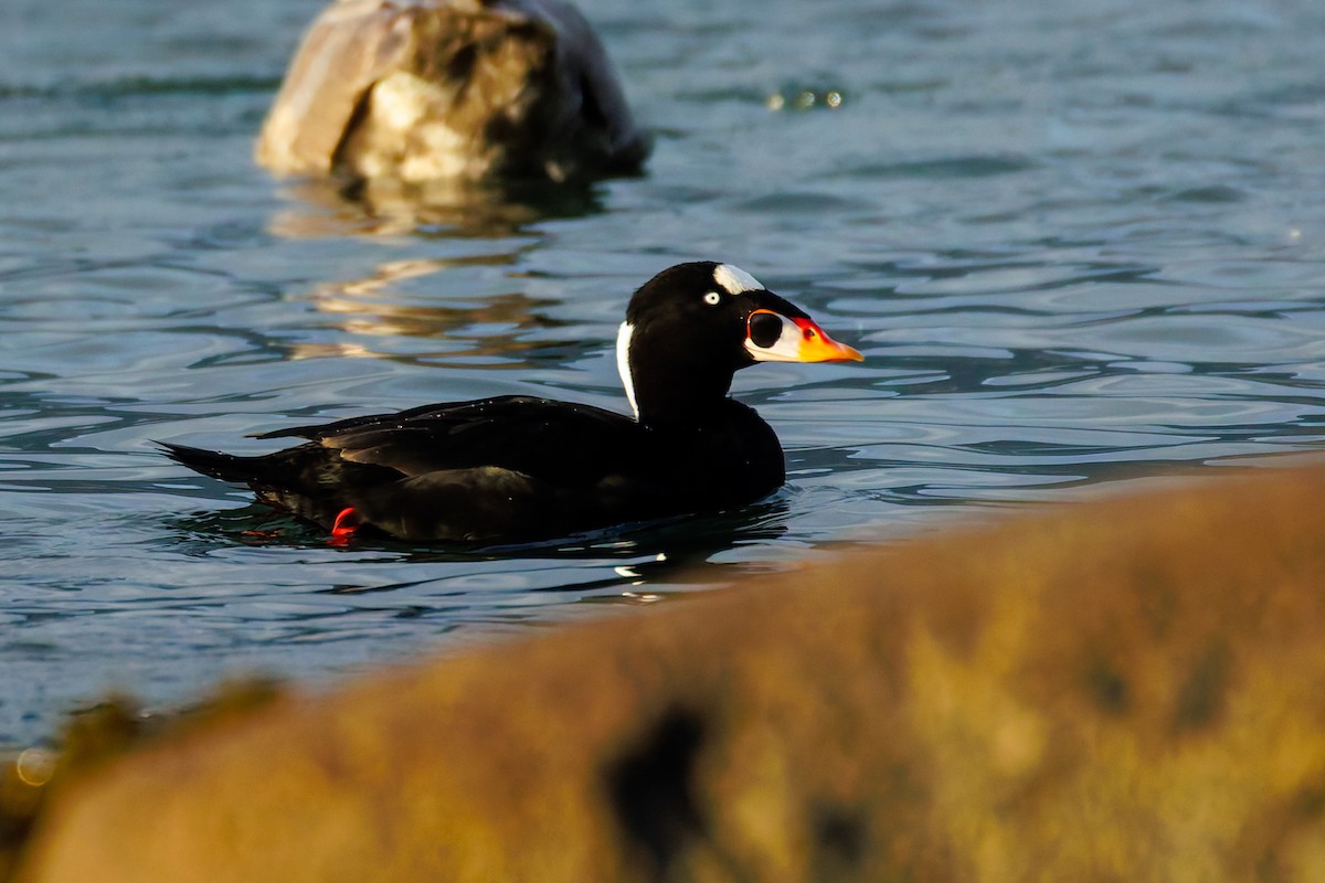 קטיפנית משברים - ML644378230