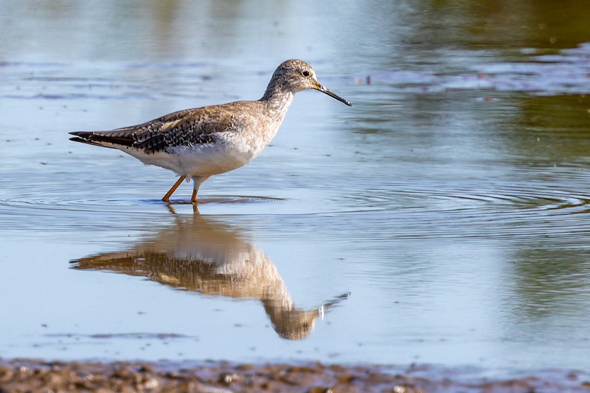 ביצנית צהובת-רגל - ML644378232
