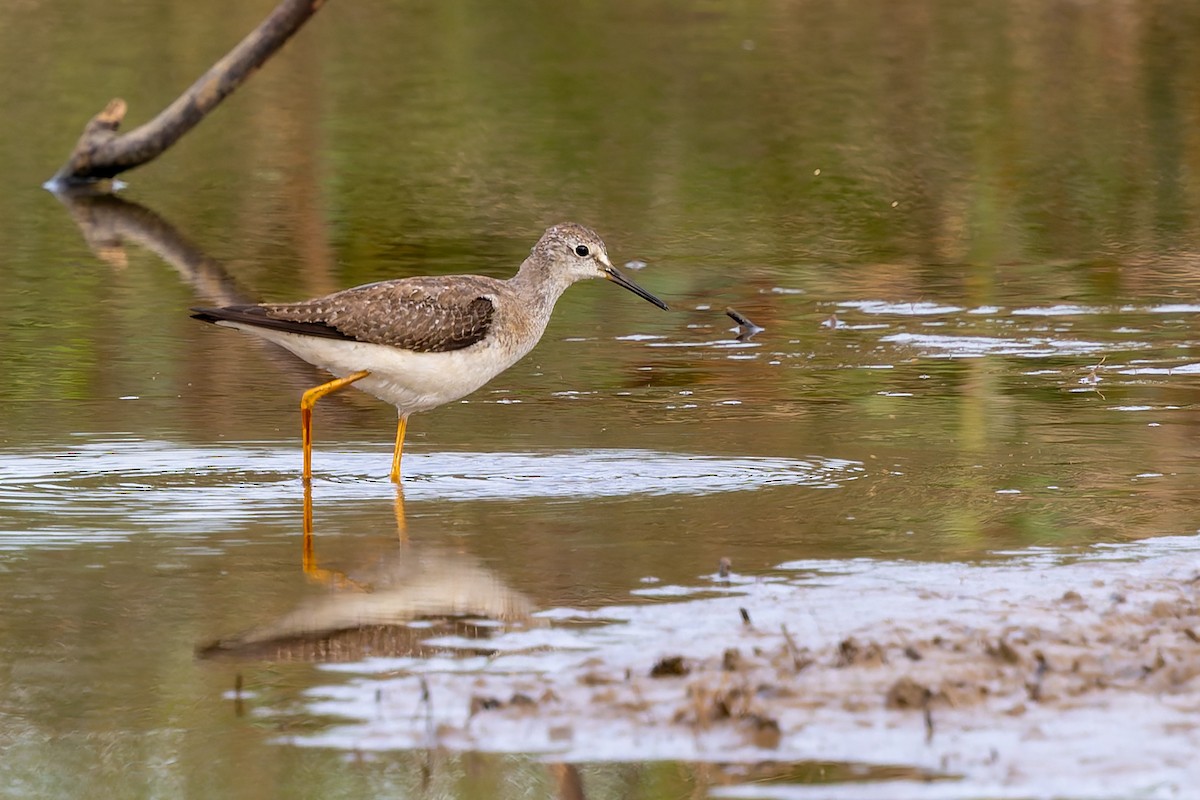 ביצנית צהובת-רגל - ML644378233