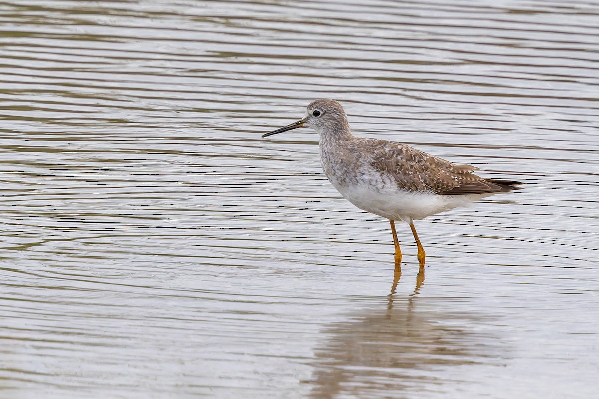ביצנית צהובת-רגל - ML644378234