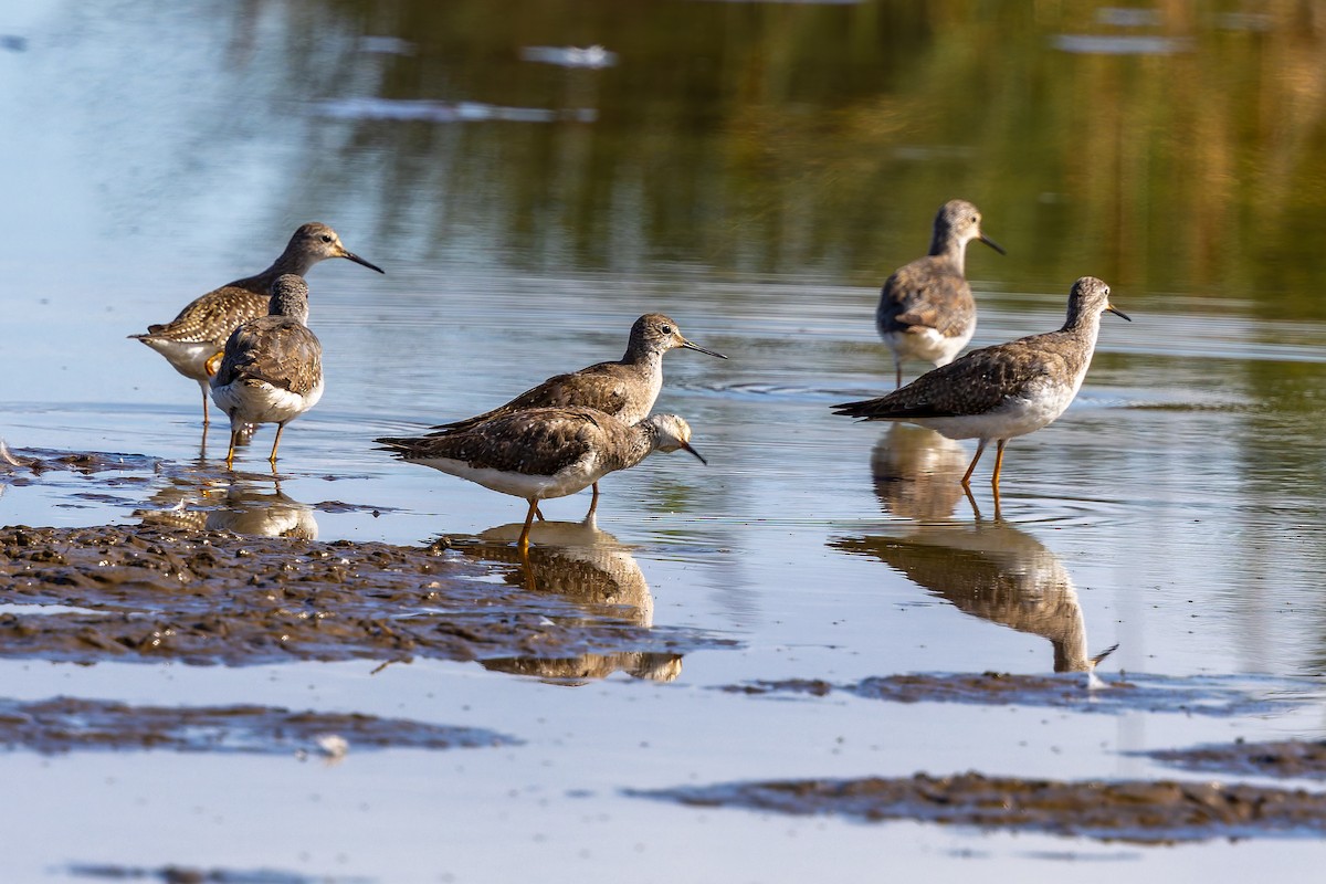ביצנית צהובת-רגל - ML644378235