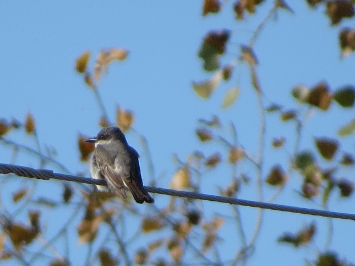 Gray Kingbird - ML644378236