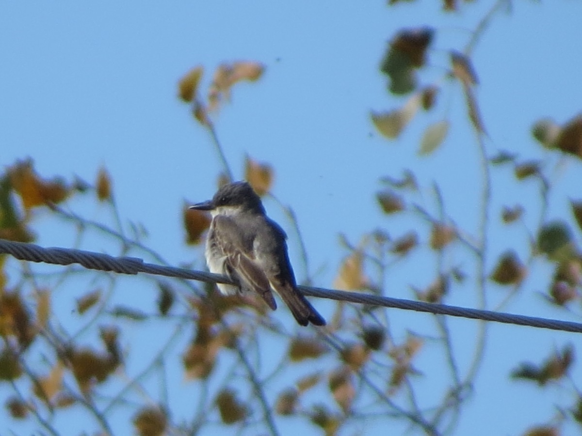 Gray Kingbird - ML644378237