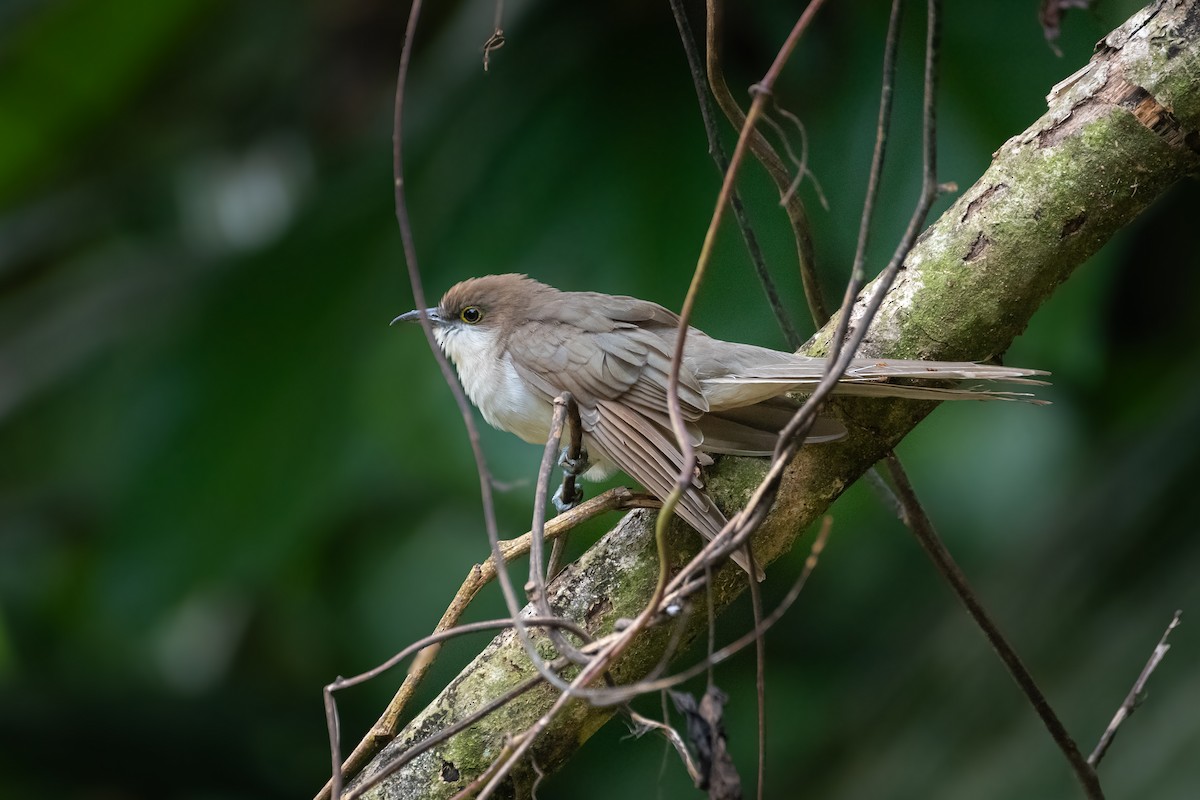 קוקיה שחורת-מקור - ML644378238