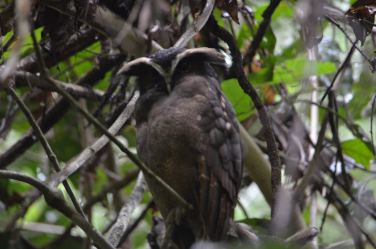 Crested Owl - ML644378239