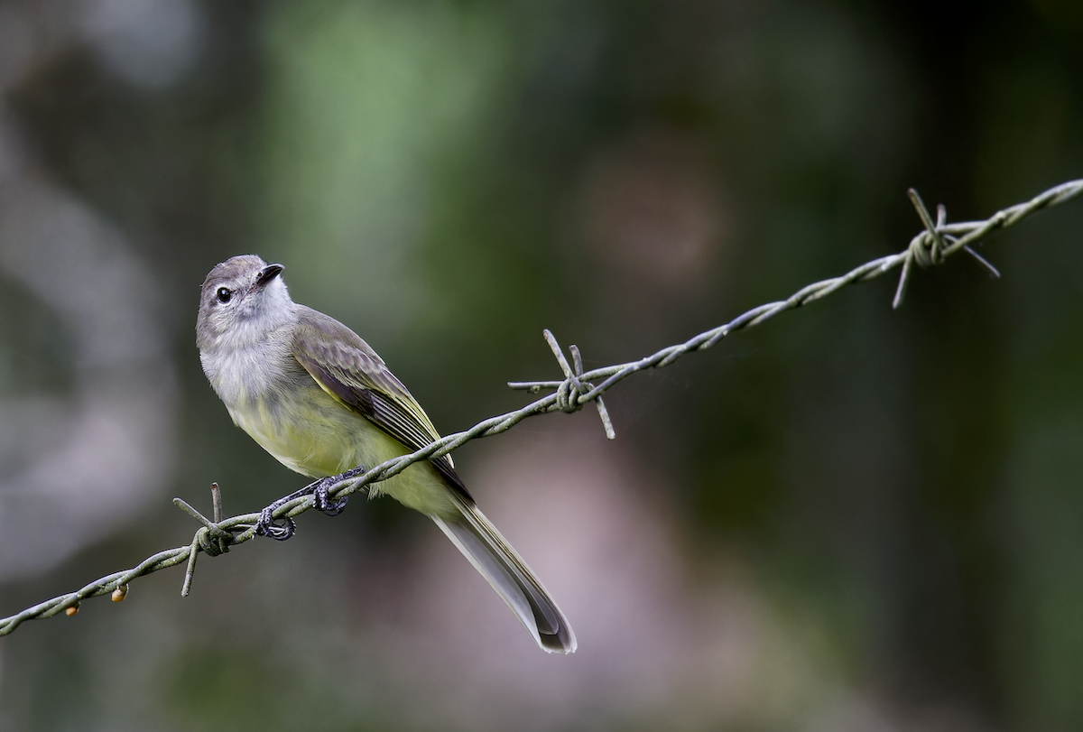 Greenish Elaenia - ML644378240